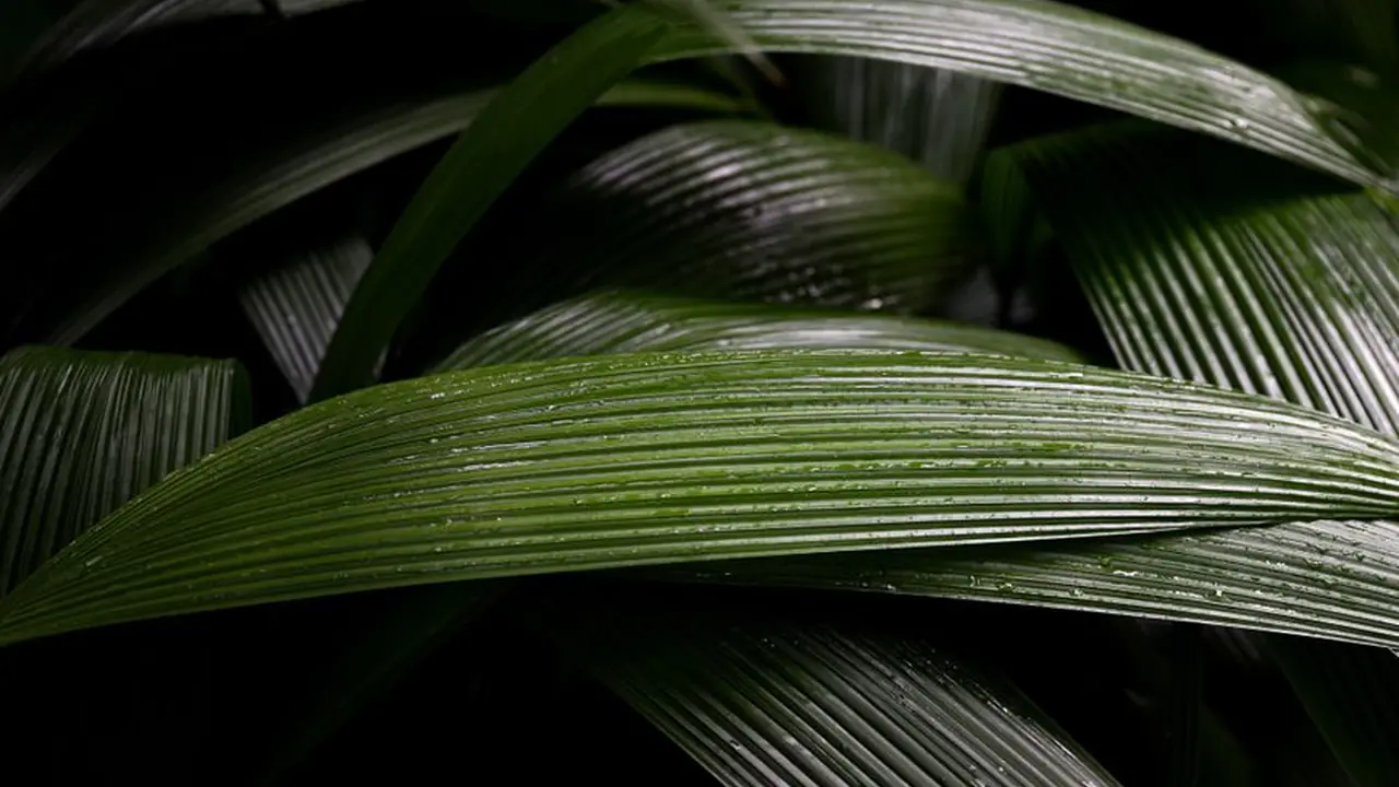 野花视频最新免费完整版在线观看的常见问题与使用说明