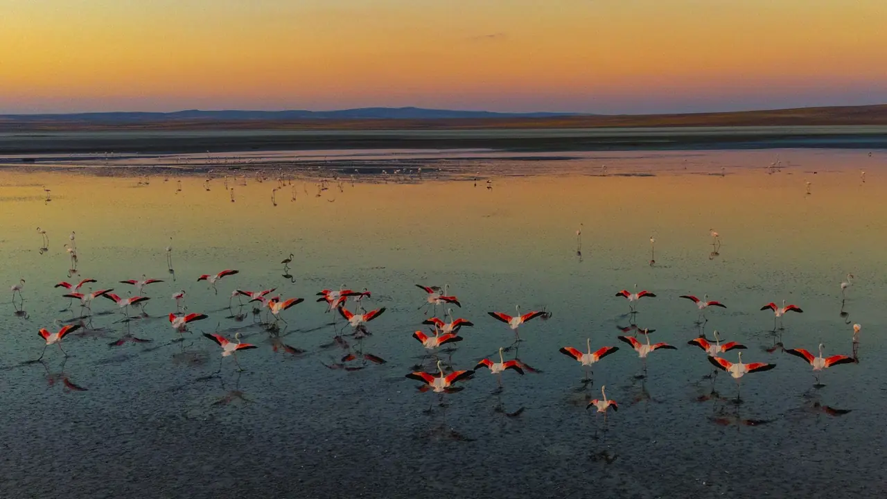 大香蕉福利视频相关信息与使用注意事项