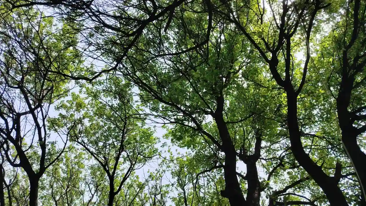 青少年gαy洗澡互吃鳮吧网站为何无法正常访问？